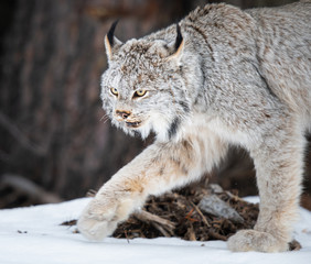 Canadian lynx in the wild
