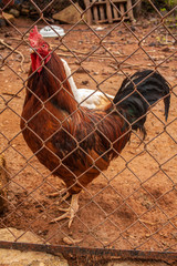 Gallo de rancho en granja corral malla cerca gallinero campo campestre mexico pueblo tradicional mexicano  plumas semental ganado ganadería animales domesticos © bladiavila