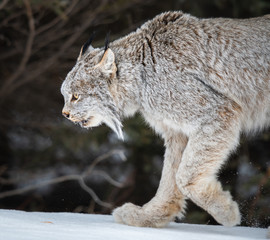 Canadian lynx in the wild