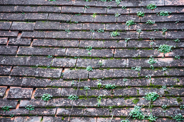 old moldy tile roof