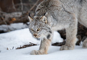 Canadian lynx in the wild