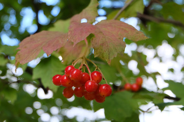 Guelder rose (Latin Viburnum) ripening berries in late summer, macro photography, selective focus, blurred background, horizontal orientation