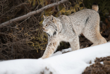 Canadian lynx in the wild