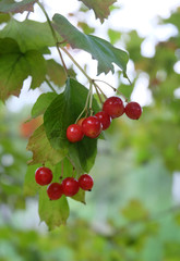 Guelder rose(Latin Viburnum) ripening berries in late summer, macro photography, selective focus, blurred background, vertical orientation