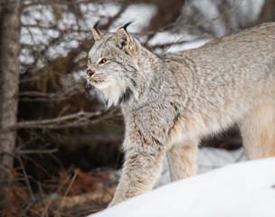 Canadian lynx in the wild