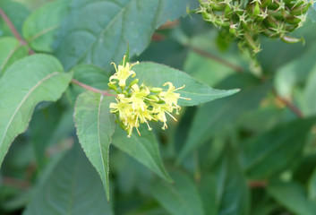 Yellow flowers Diervilla sessilifolia, macro photography, selective focus, blurry background.