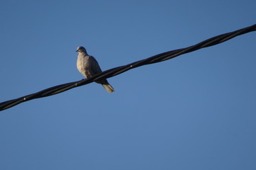 Collared Dove on Wire with Blue Sky