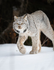 Naklejka na ściany i meble Canadian lynx in the wild