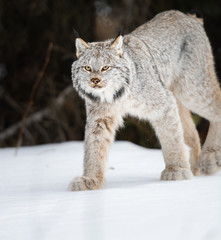 Canadian lynx in the wild © Jillian