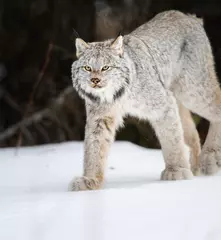 Fotobehang Lynx Canadian lynx in the wild  © Jillian