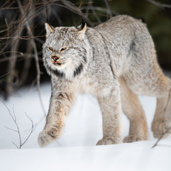 Canadian lynx in the wild