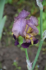 Irysy fioletowe © Anna