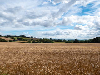 wheat field and blue sky in the summer 