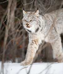Canadian lynx in the wild