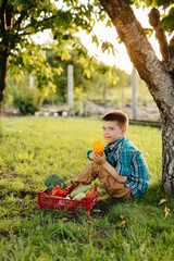 A little boy is sitting under a tree in the garden with a whole box of ripe vegetables at sunset. Agriculture, harvesting. Environmentally friendly product