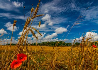 Maki żniwa zboże © Piotr