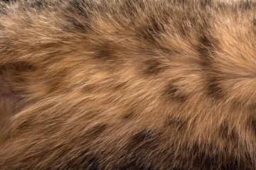 Cat fur texture. Brown young cat.