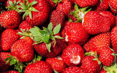 Juicy beautiful red freshly picked strawberries. Food background. Many natural strawberries close-up, top view. Macro shot of strawberry texture. Healthy and wholesome food. Wallpaper for windows