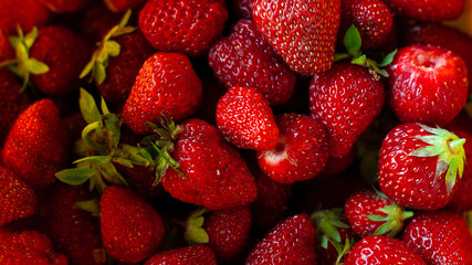Juicy beautiful red freshly picked strawberries. Food background. Many natural strawberries close-up, top view. Macro shot of strawberry texture. Healthy and wholesome food. Banner for web site