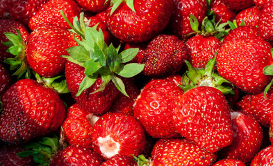 Juicy beautiful red freshly picked strawberries. Food background. Many natural strawberries close-up, top view. Macro shot of strawberry texture. Healthy and wholesome food. Banner for web site