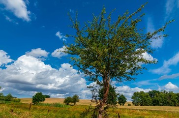 Fototapeta na wymiar Drzewa