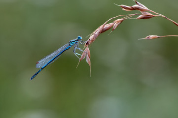 Enallagma cyathigerum is a European damselfly in dew awaiting sunrise