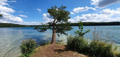 lake and forest