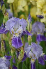 Irysy fioletowe © Anna