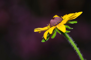 Rudbekia Hirt, also known as black-eyed or brown-eyed Susan, brown betty, daisy gloriosa, golden...