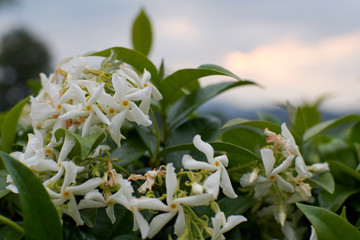 Fragrant and white jasmine flowers