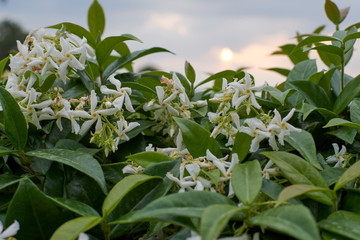 Fragrant and white jasmine flowers