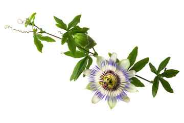 Passiflora (passionflower) with bud isolated on white background. Big beautiful flower. A branch of...