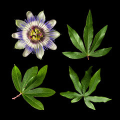 Passiflora (passionflower) isolated on black background. Set of big beautiful flower and leaves