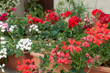 Fototapeta na wymiar Colorful geranium flowers in the garden