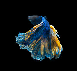 Beautiful Yellow and blue siamese fighting fish, betta fish isolated on Black background.Crown tail Betta in Thailand.