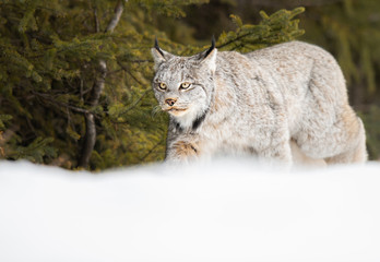 Canadian lynx in the wild