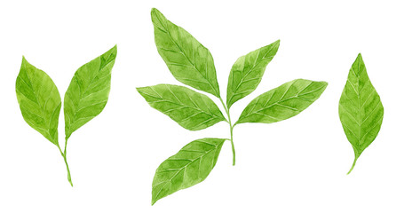Watercolor green leaves. Botanical illustration.