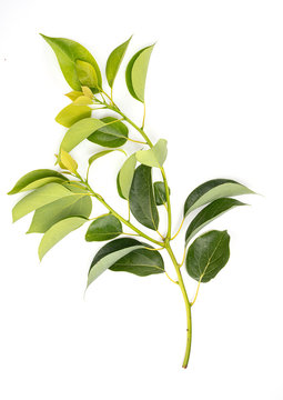 Camphor branch