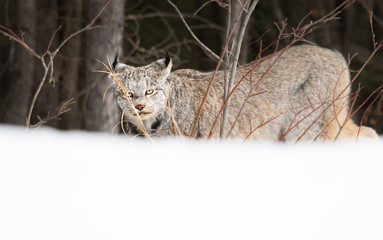 Canadian lynx in the wild