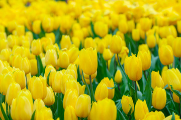 Colorful yellow tulips grow and bloom in close proximity to one another in tulip flower garden.