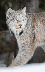 Canadian lynx in the wild