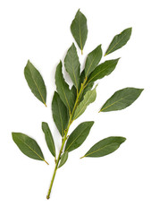  Laurel (Laurus nobilis) branch on white background