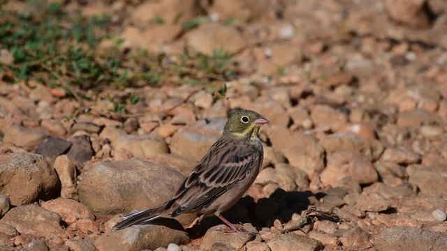 A bird ortolan drinks water in a puddle. Emberiza hortulana