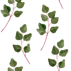 Watercolor eucalyptus leaves seamless pattern isolated on white background. Botanical illustration.