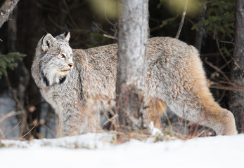 Canadian lynx in the wild