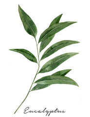 Watercolor eucalyptus branch with long leaves. Botanical illustration.