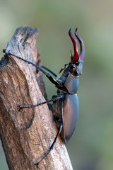 This is a very beautiful insect Beetle Lucanus cervus. It is the largest beetle living in Europe