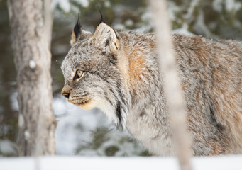 Canadian lynx in the wild