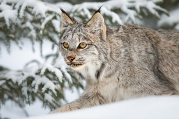 Canadian lynx in the wild
