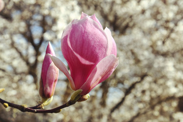 Magnolia soulangeana, or pink tulip magnolia bloom